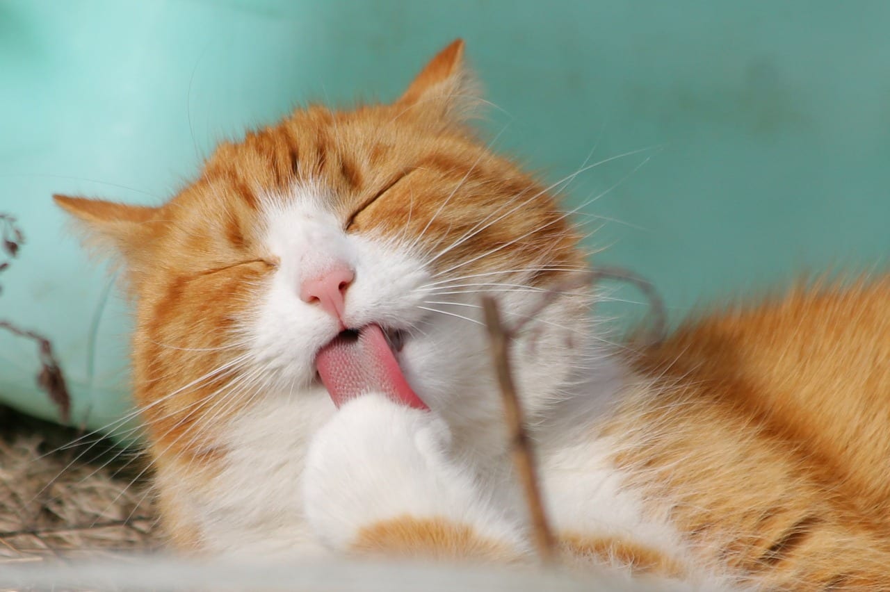 A ginger and white cat grooming its paw, from the Allondale Animal Hospital homepage